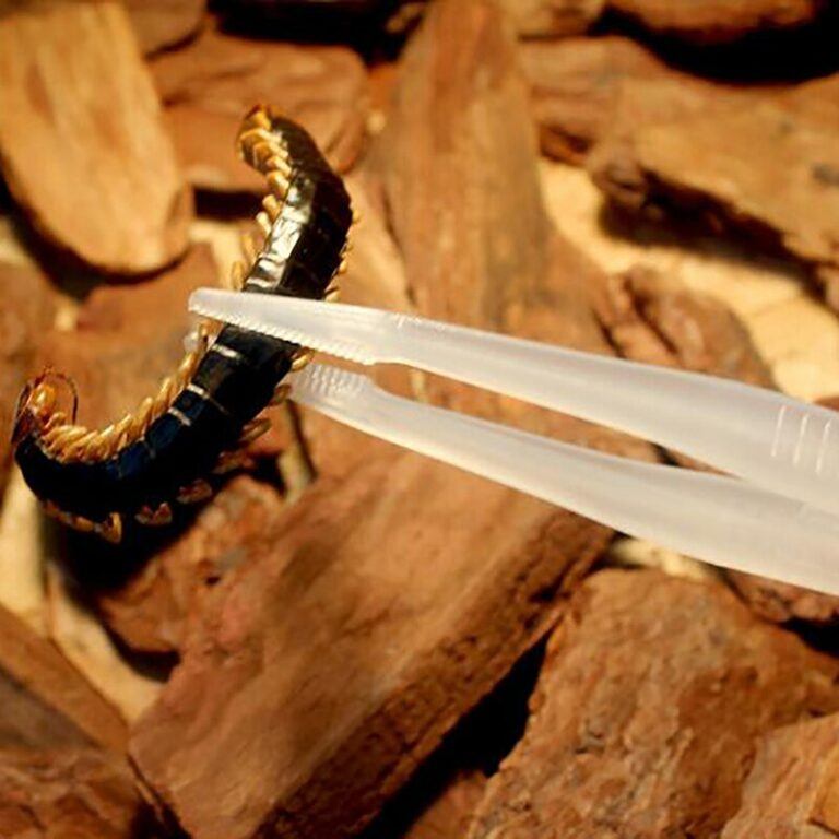 18cm Stainless Steel Reptile Feeding Tweezers Live Food Clamp Tool