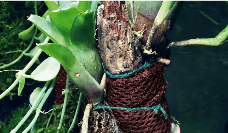 Moss Mesh Fabric Wall Land Water Separation Filter Media Vivarium Paludarium Terrarium Decoration Rainforest Ecology - 6