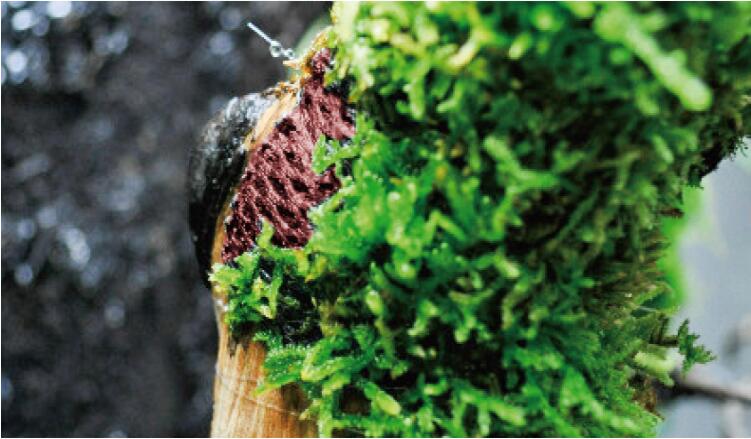 Moss Mesh Fabric Wall Land Water Separation Filter Media Vivarium Paludarium Terrarium Decoration Rainforest Ecology - 5