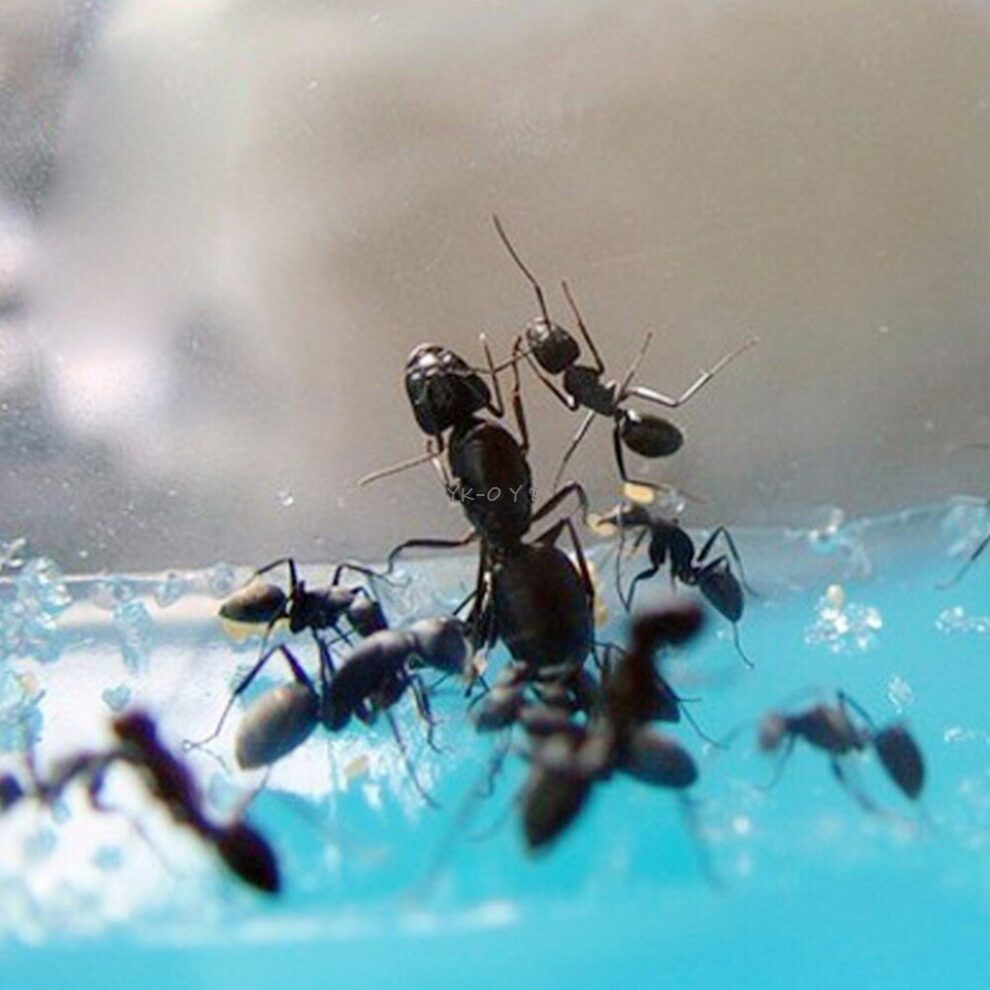 Kids Educational Toy Live Ant Farm Maze With Feeding Habitat